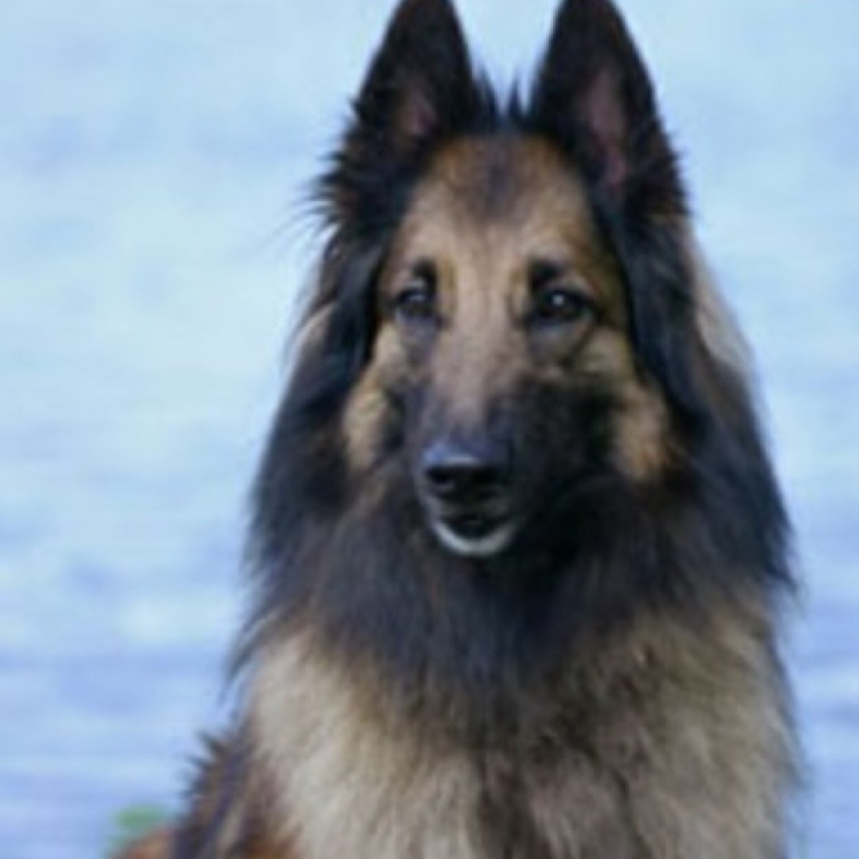 Names Honey a female Belgian Tervuren dog, im a herding dog i herd sheep and cows im apart of the true hearts club and my pack is Shire Pack