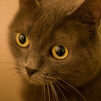 Junnn (@junnn) 's Twitter Profile
