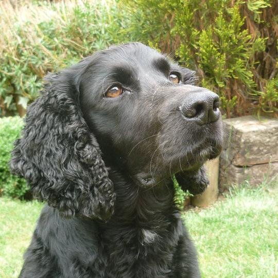 I love food, sticks, mud, splashing, fields, walkies and most humans. I hate being hungry, being ignored, long car journeys and selected humans