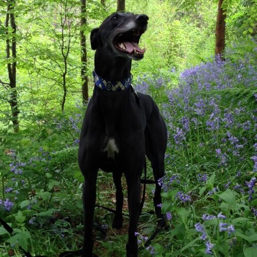 I'm a Greyhound that lives with @markphelan and @sarahphe