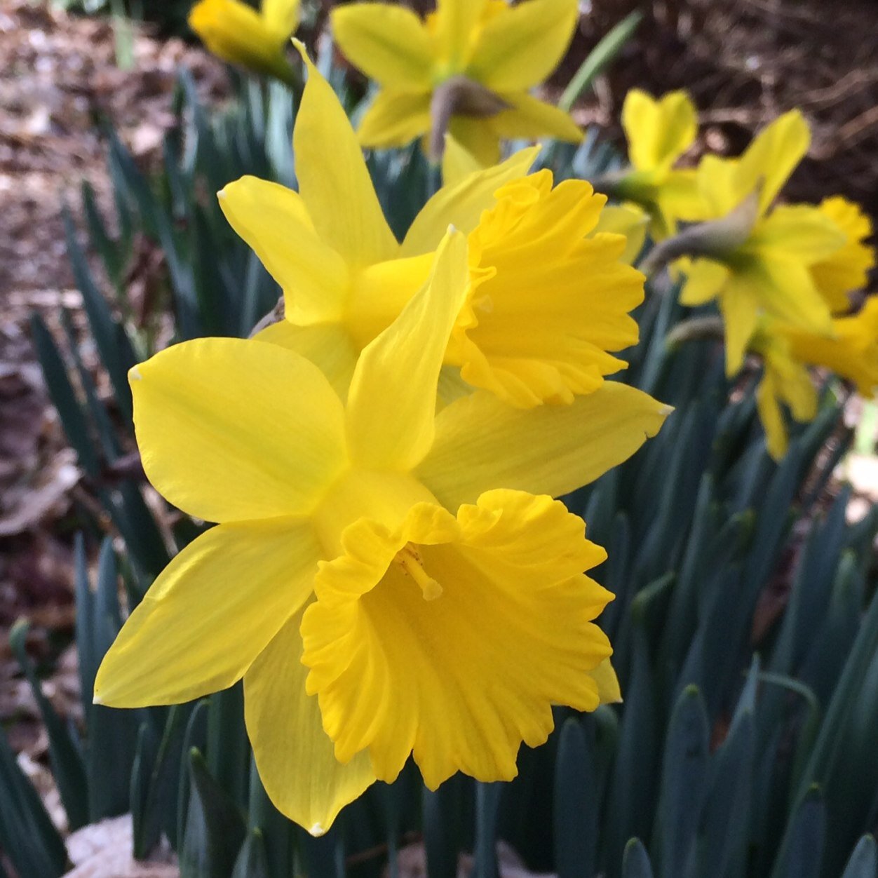 RealityGardens's profile picture. Small Local Organic Farmery, Nursery, Floristry, Garden Design