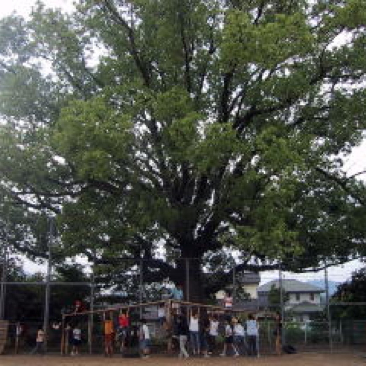 朝倉小学校あるある マカレナダンス踊りがち