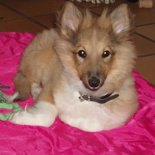 ShaneJacquelin's profile picture. 