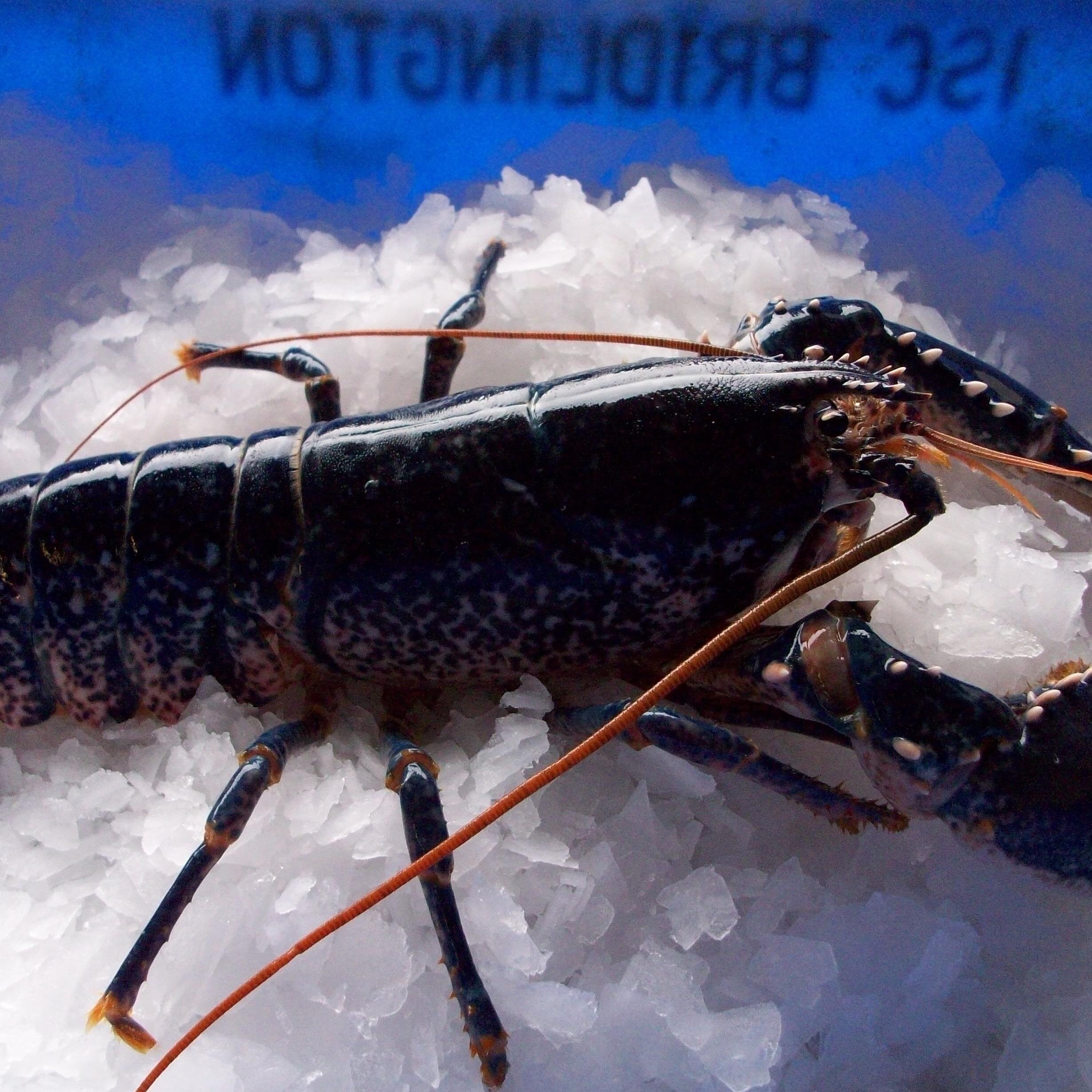 Shellfish Wholesalers