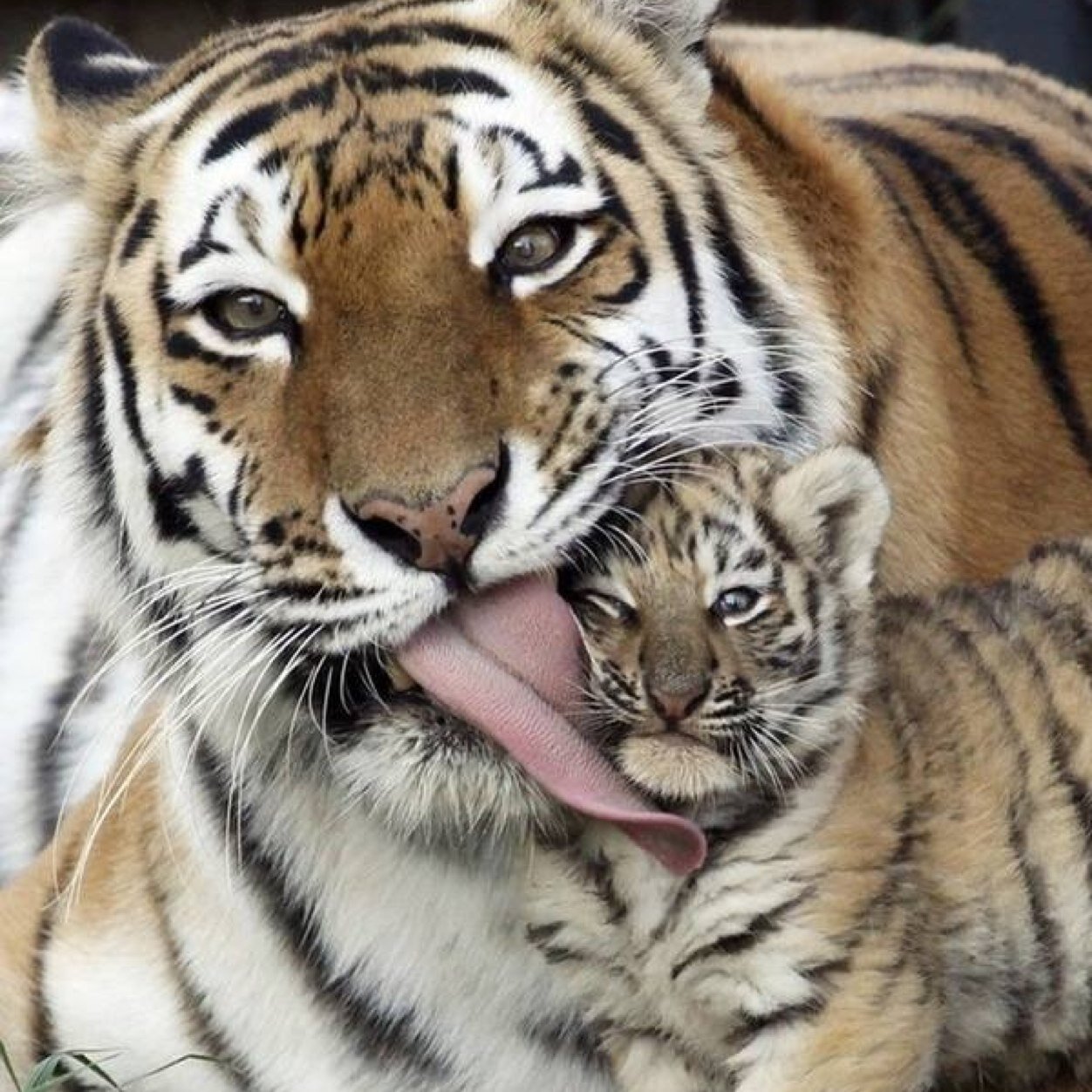 loveme123live's profile picture. 