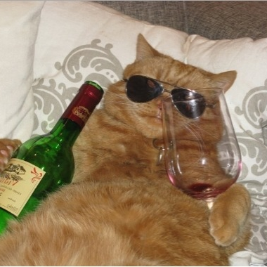 CatPimps's profile picture. fuck the pawlice