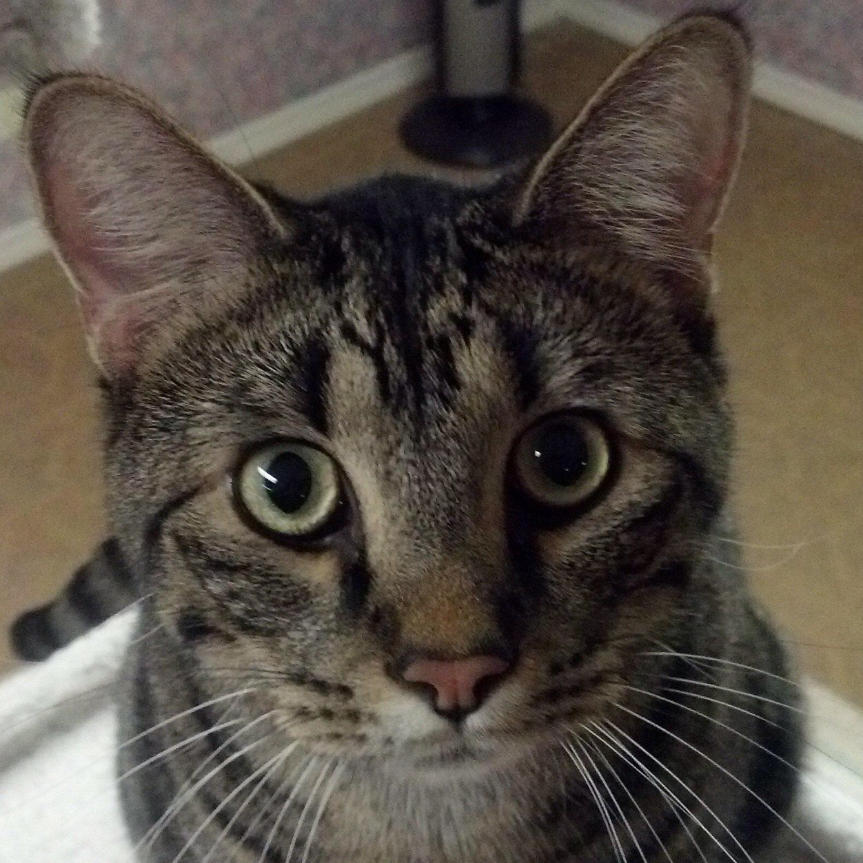 VScroggin's profile picture. 