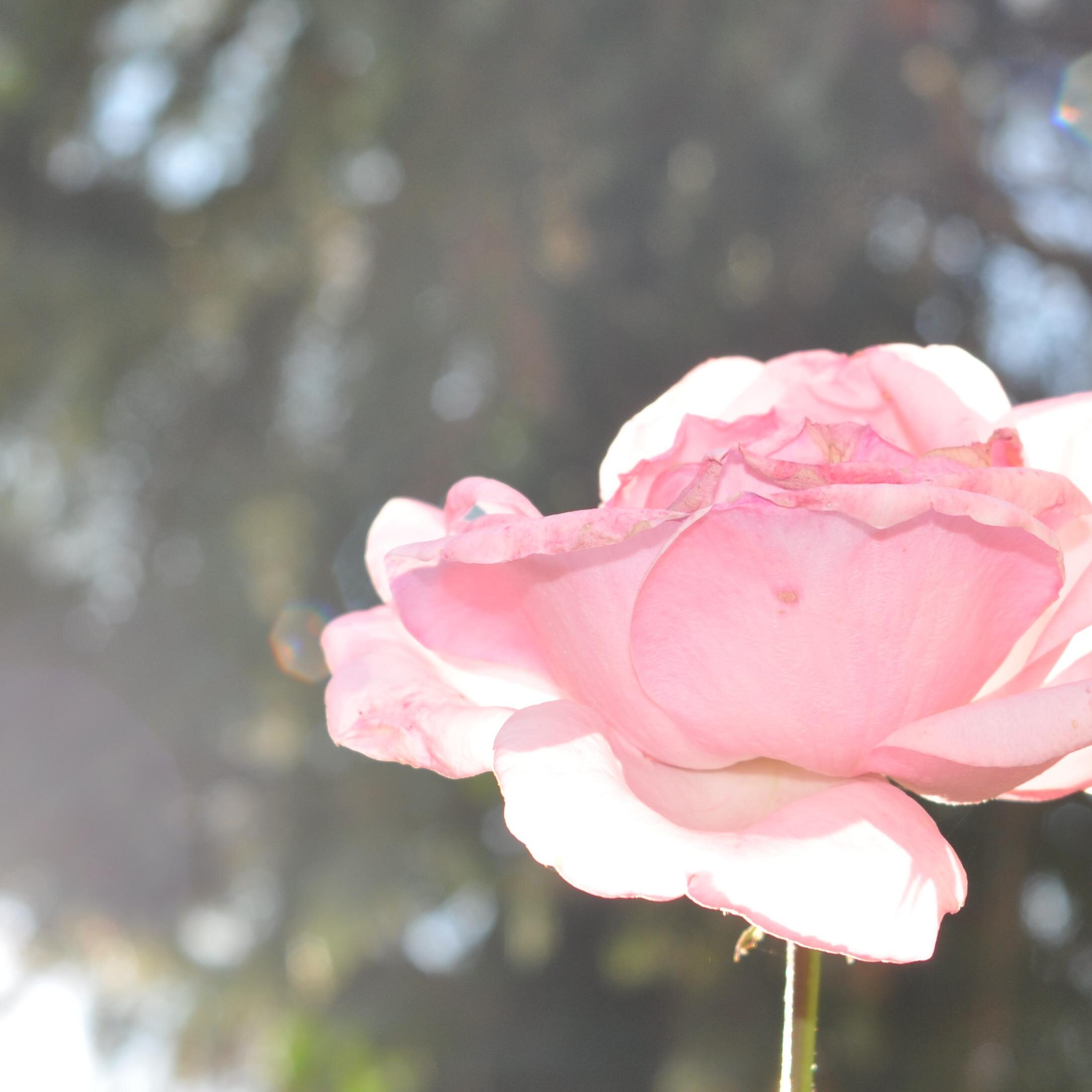 PinkWhaleStache's profile picture. dead memes dead dreams