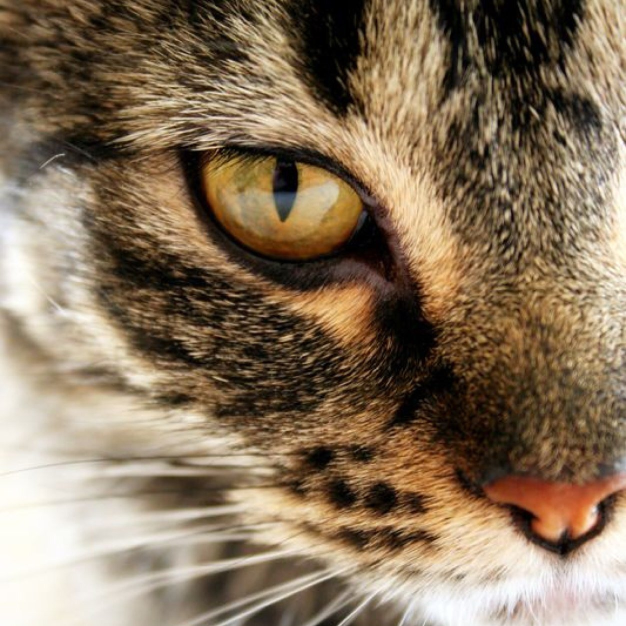 Young brown tabby tom with amber eyes. A few scars on back from fights.Half evil.Determined, brave outgoing but also reckless. Wanders all around.Loner. #Single