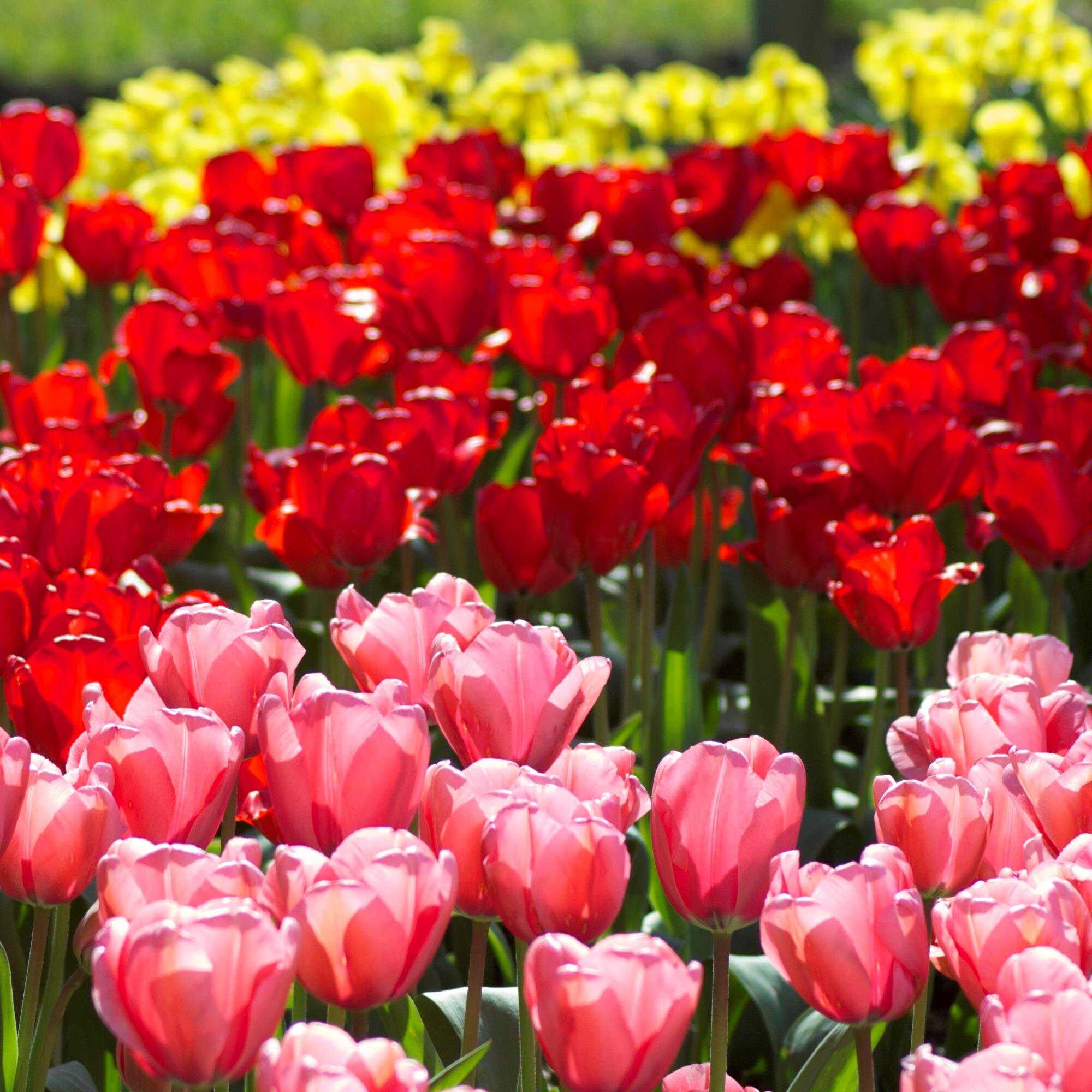 GretchODonnell's profile picture. Writer. Observer. Island girl living on the prairie. Freelancer / columnist for @dglobe. Doing what I can for Jesus.