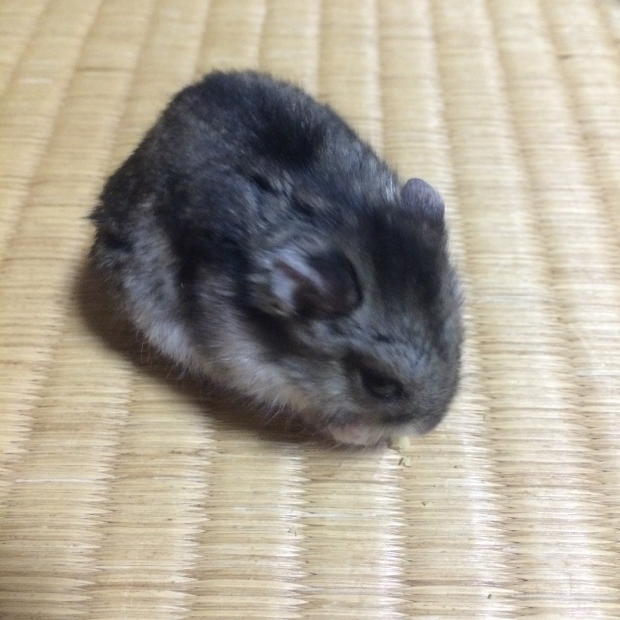 ihciivan's profile picture. 