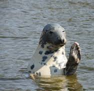 tenbyboattrips's profile picture. Social media seal at Tenby Boat Trips. (but i really want to be a Navy Seal)