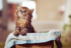 動物や政治経済・世界情勢等。元医療従事者。現在は主に外国放浪者。住所不定無職。必殺技:フライング猫キック🐾 常にペットシッター募集中。死ぬ間際に全財産を犬猫保護施設に出資予定。候補施設物色中。(まだ当分死なない) ☆欧州某所でその日暮らしの酒浸り(ノンアルコール)。