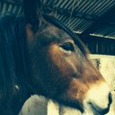 Ellie Pollard - @guinealove32 - Twitter