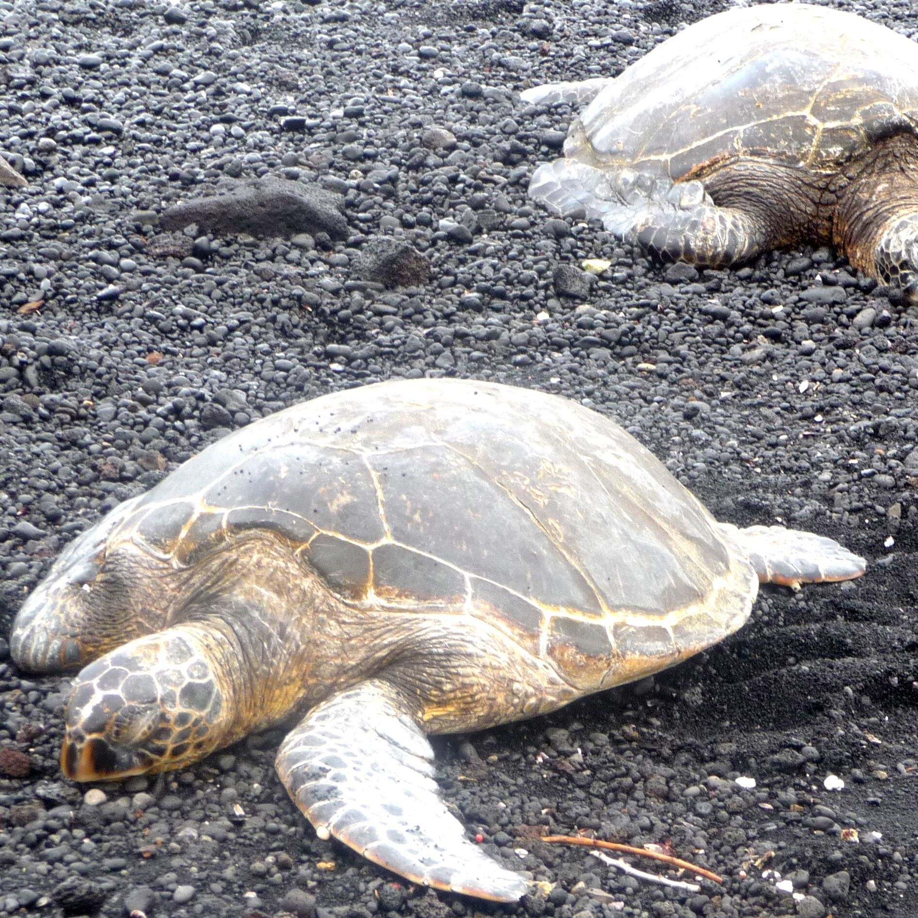 kdmmarkle's profile picture. Protector of planet and wildlife