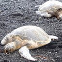 Kathleen Markle - @kdmmarkle - Twitter