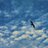 Aljazi_Al11's profile image