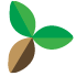 The Cacao Group