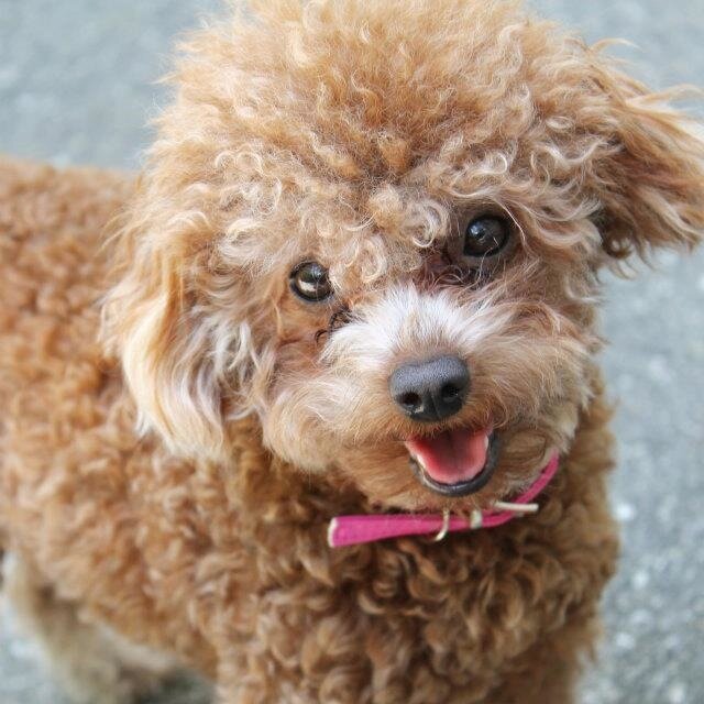 Woof! This is the official Twitter of Moulin Rouge (AKA: Moo). I'm a red toy poodle and ADA Certified Service Dog since 2012 #poodle