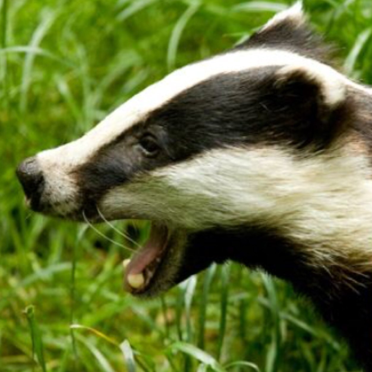 The epic tales of a mischievous badger and the adventures he fulfills