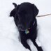petiepie (@blacklabgirl03) Twitter profile photo