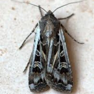 How Big Do Miller Moths Get