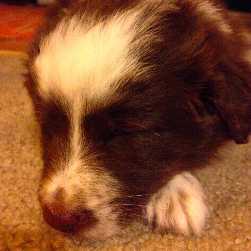 Fur baby to David Haynes and Tamela Hunt...Little sister to Gearon Haynes!  Follow my many adventures!