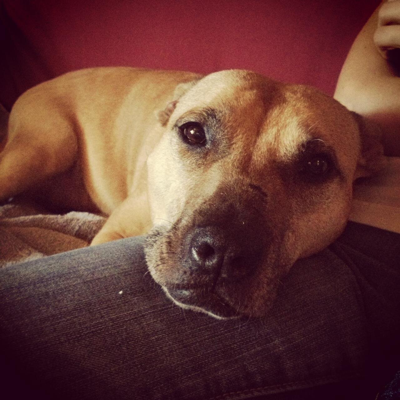 Small size. Big heart. Gentle spirit. After surviving a rough past, I got rescued. Now I live the good life as an advocate for pitties everywhere.