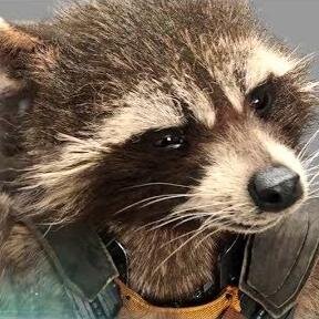 FangedRaccoon's profile picture. Here's two pieces of advice; never doubt a raccoon, and don't touch my blaster.