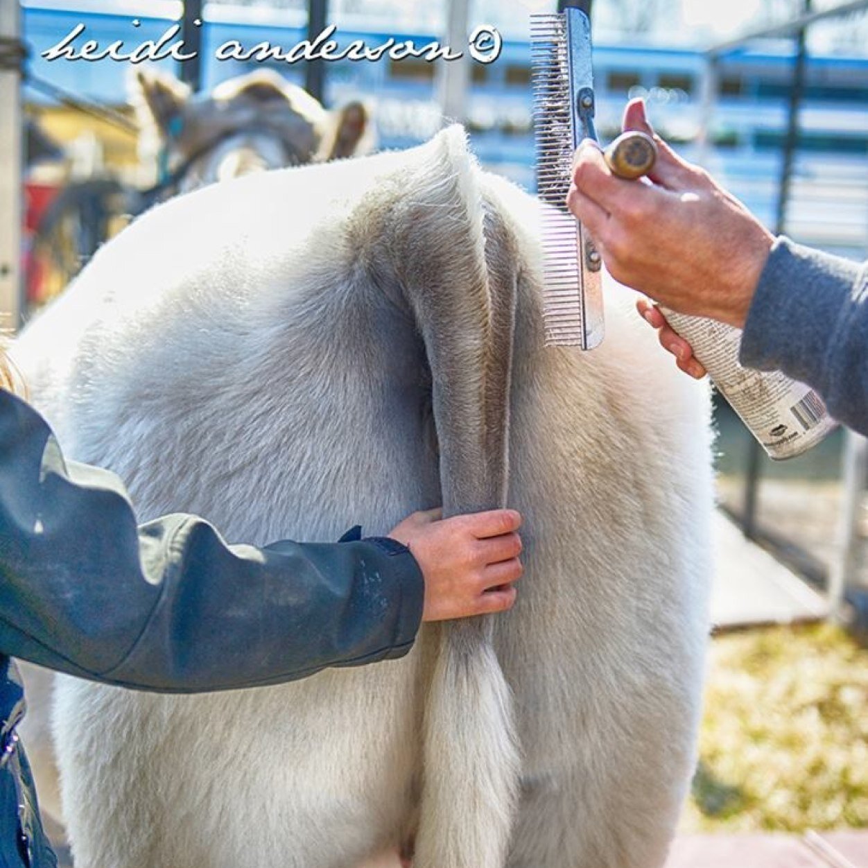 Send in your Stock Show related terms and definiton and we'll post it or send a livestock term we'll define it! Go!