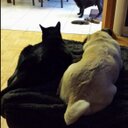 aaron howes - @aaronhowes1 - Twitter