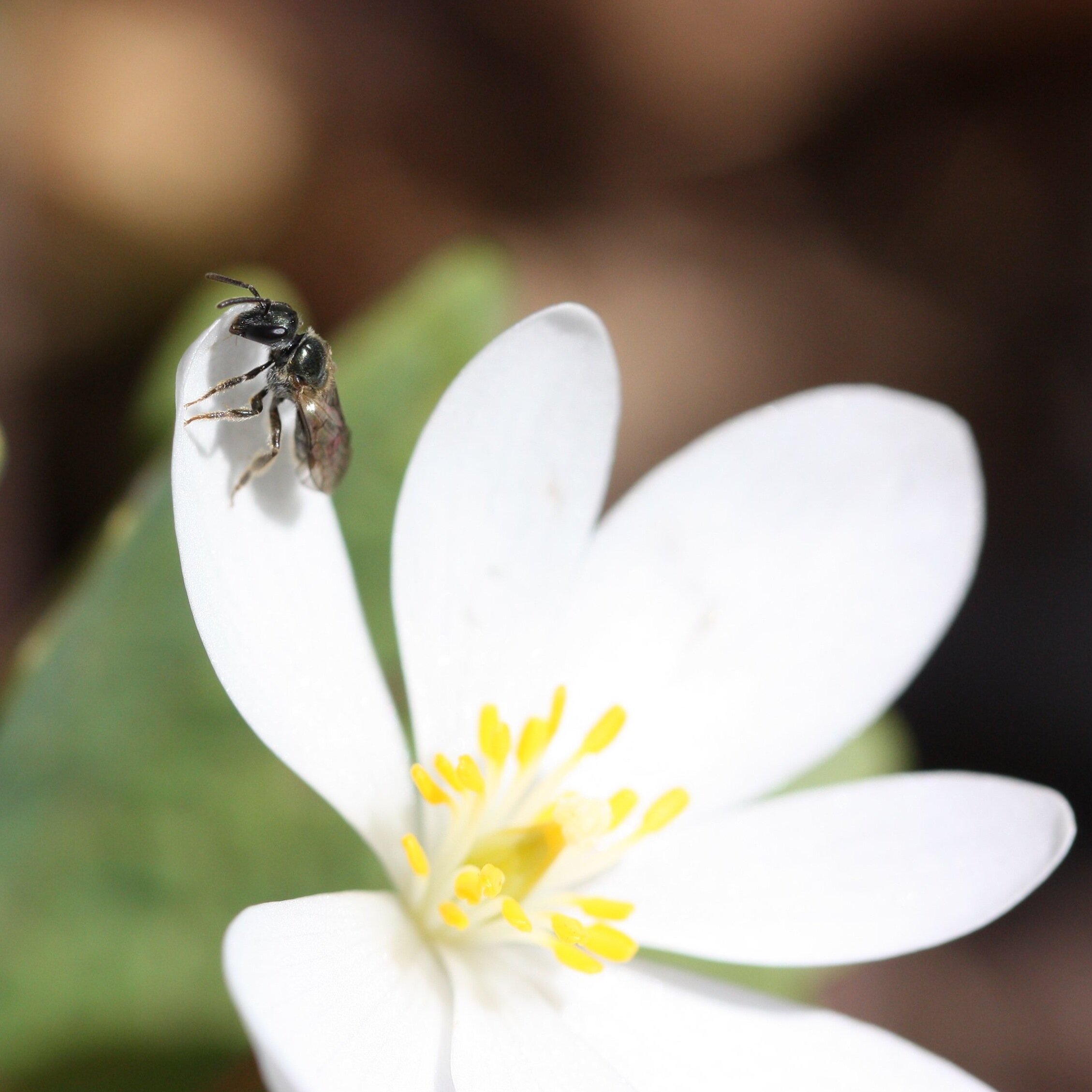 Tweeting about plant-pollinator interactions and plant mating systems... with a dose of invasive species, biocontrols, herbivory, and climate change thrown in.