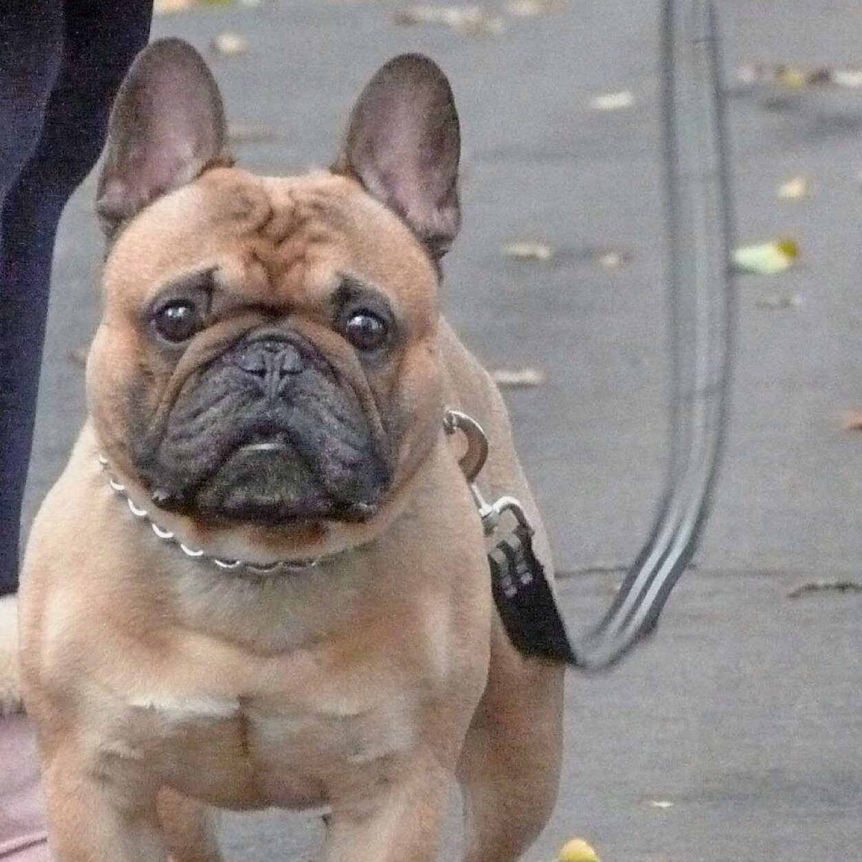 TheoStudMuffin's profile picture. Loves Life, chicken chasing and humping handbags.
Im a much loved, thoroughly spoilt  8year old frenchbulldog.  I luurve the ladies and i snore loud.