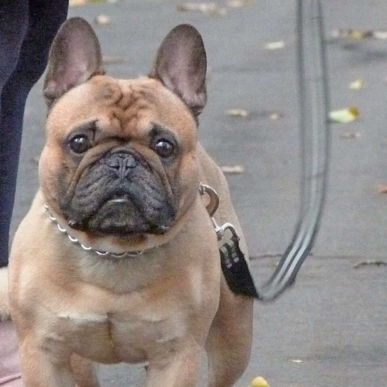 Loves Life, chicken chasing and humping handbags.
Im a much loved, thoroughly spoilt  8year old frenchbulldog.  I luurve the ladies and i snore loud.