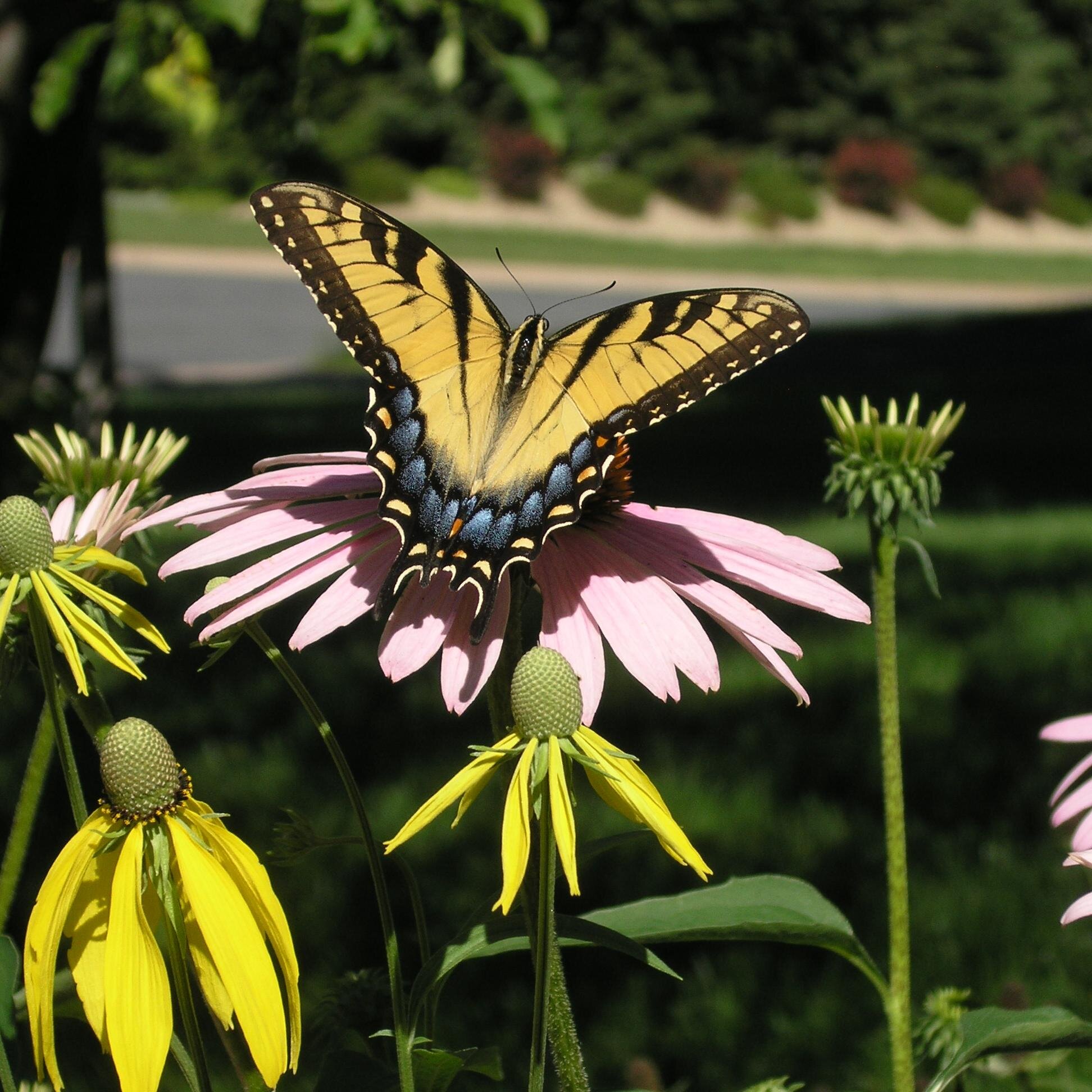 NMBier's profile picture. 