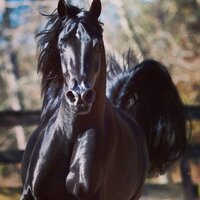 موضي بنت عبدالعزيز المضيان (@moody_a_m_m) 's Twitter Profile