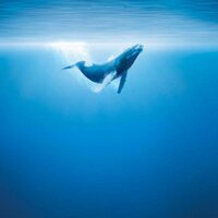 Ocean Sounds (@oceansounds_) 's Twitter Profile