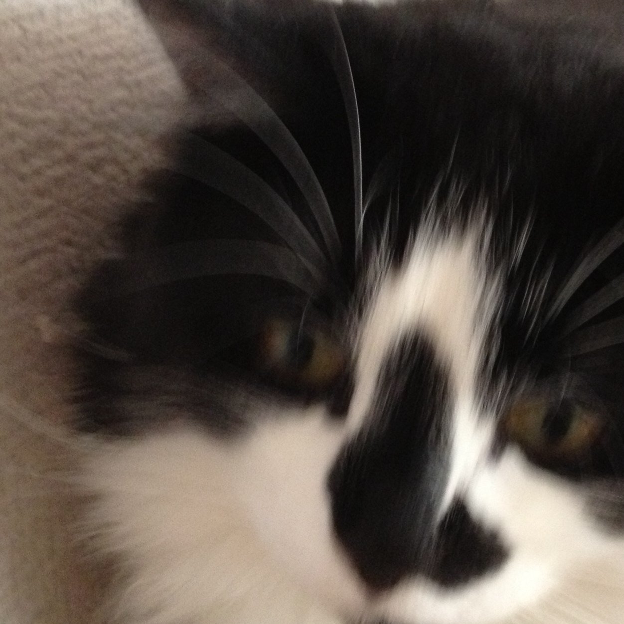 JxffaLAD's profile picture. Might Be joining Hazard @20K! Go sub to Yt/ HazardUnity. NGT/ Hazard Jxffa