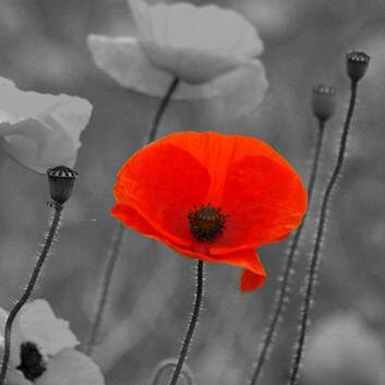 Remembering the events of the Great War 1914-1918