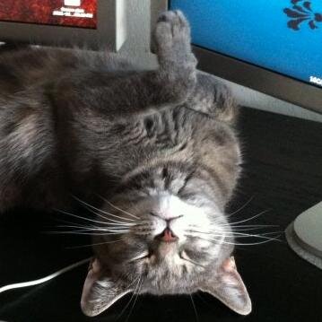 meows the time to support your favorite nonprofit
