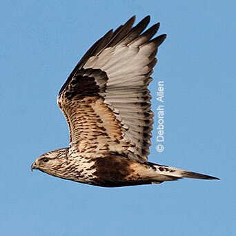 Bird photographer & writer, working on field guide.