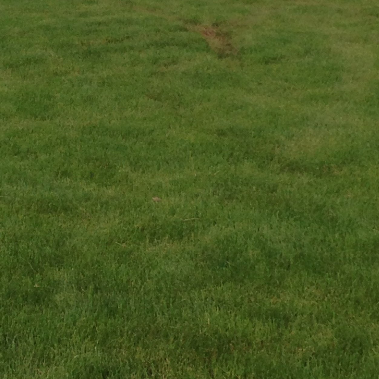 YardWork3's profile picture. Doing Hard Yard Work since 1776!