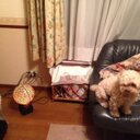 chieko (@0521Moco) Twitter