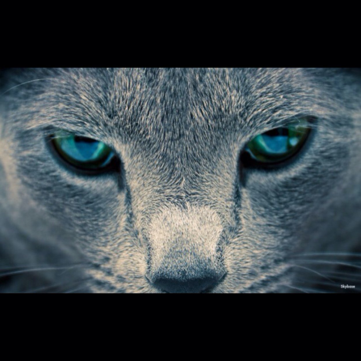 TEAM #EarthAngel™ #Mom #God #Love #cats #BGC #VetTech #R.A.M