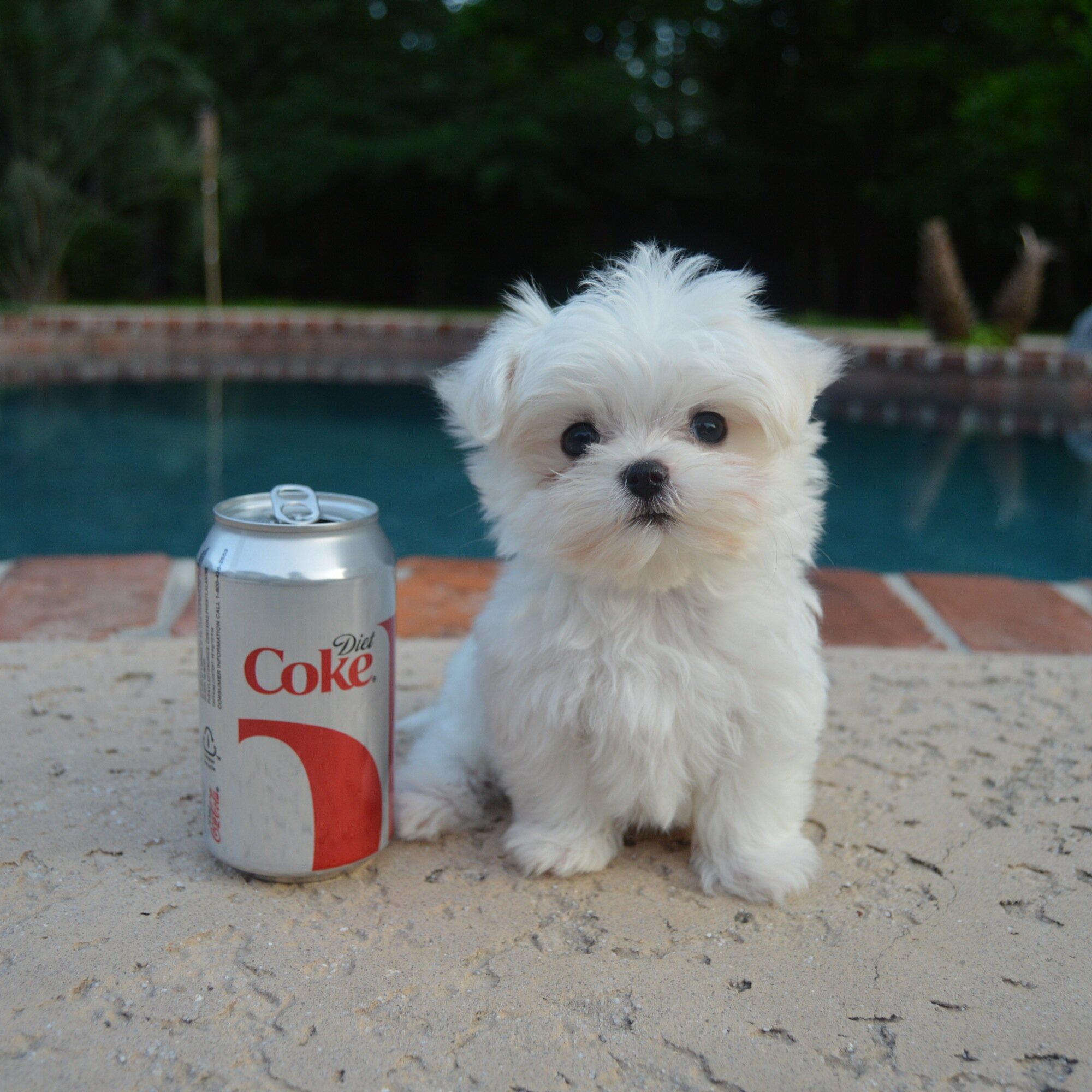 How Small Can A Maltease Dog Be How Small Can A Maltease Dog Be