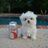 MontetheMaltese's profile image
