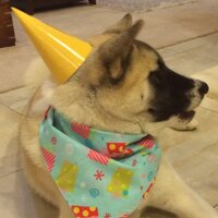 Kristen John (@chickenkrispers) 's Twitter Profile Photo