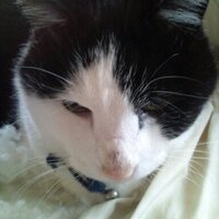 Taka-z (@takazfuumin) 's Twitter Profile