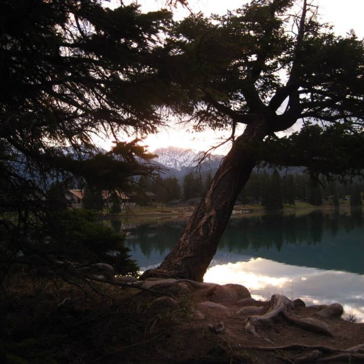 laurie595's profile picture. 