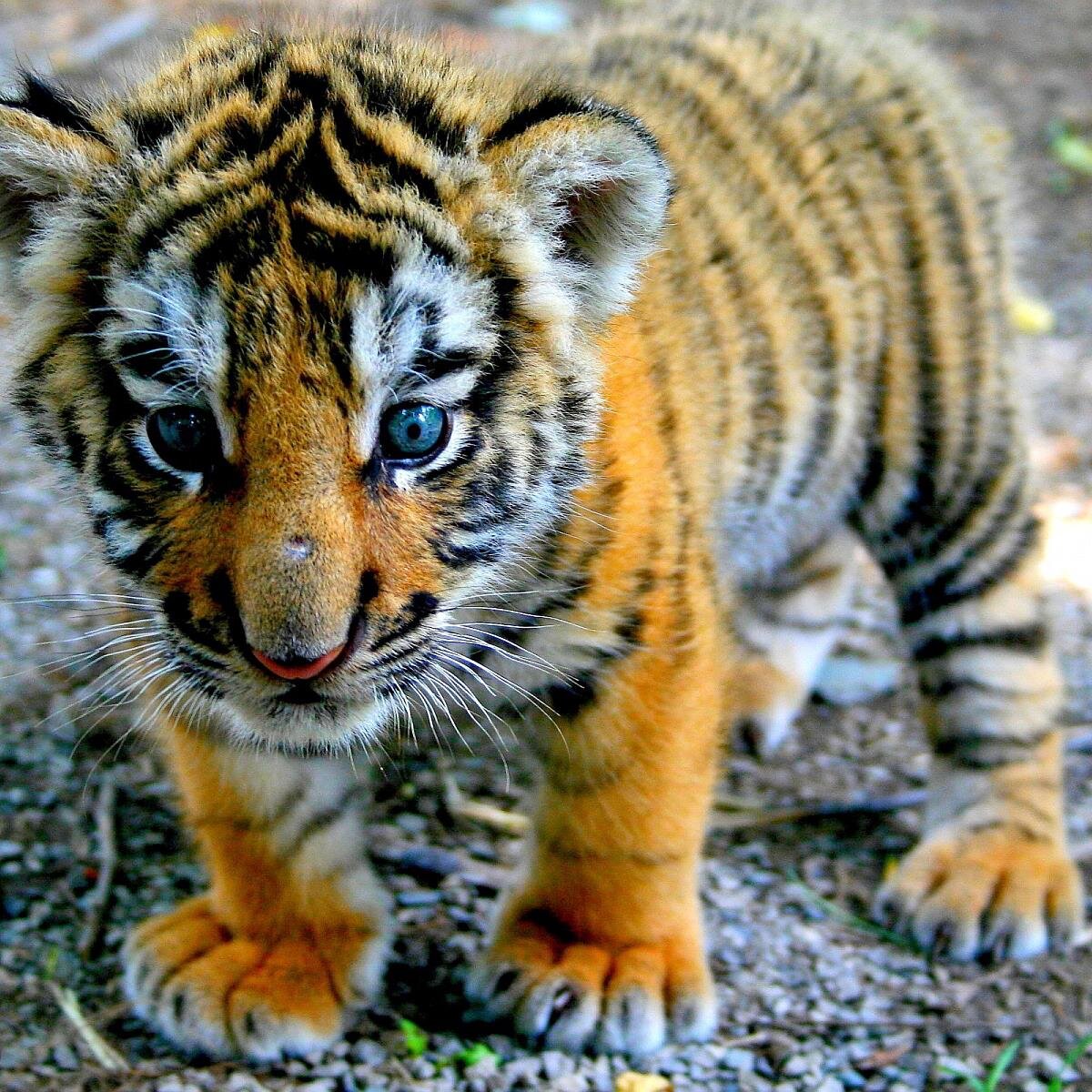 Lovemeganmegan's profile picture. if u love dappy i love u i love dappys rubber duck